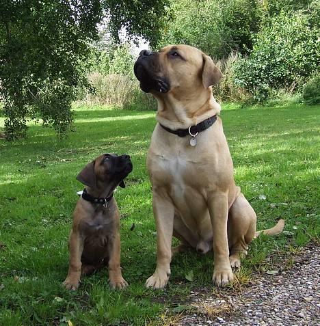 Boerboel ~ Victor ~ R.I.P - Prinser i to størrelser (Arthur & Victor d 3 sep 06) billede 14