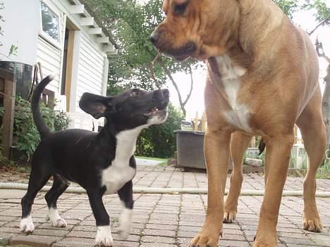 Blanding af racer DOLPH foxterrier/gravhund - godt nok er jeg den mindste og yngste, men mit temperament er dobbelt så stor som dig brormand.. så back off billede 16