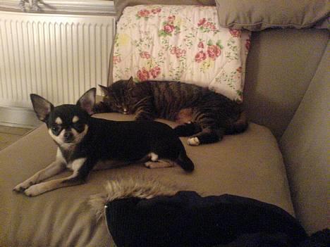 Chihuahua mingus -  mig og min "lill" legekammerat. billede 19