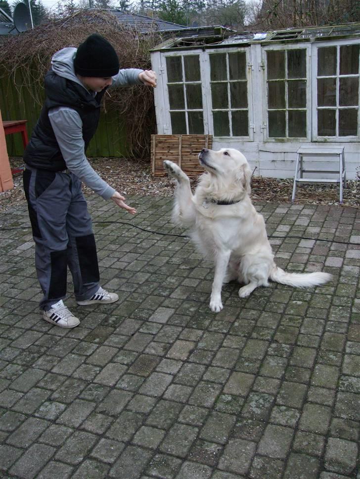 Golden retriever • Otto•  - Vidunderbarnet, Otto <3<3 Giver pote :D billede 1