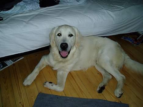 Golden retriever • Otto•  - Så er det lille otto der ligger i mit meget roddede værelse ;P billede 2