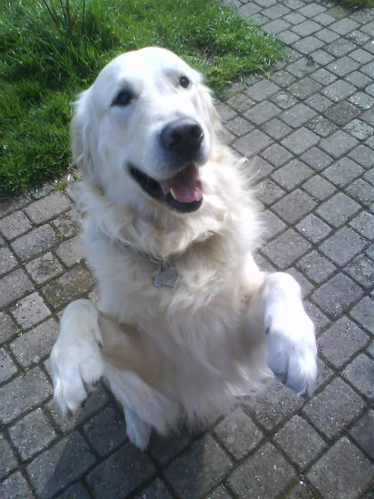 Golden retriever • Otto•  - nåårh <3 billede 3