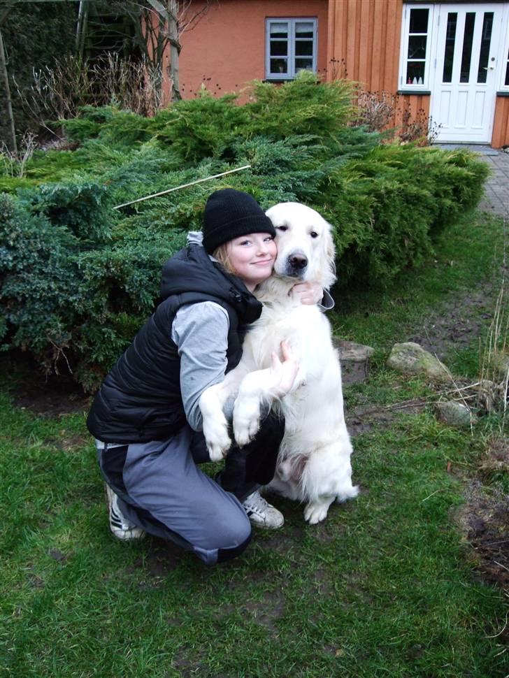 Golden retriever • Otto•  - Mig og Otto <33 billede 4