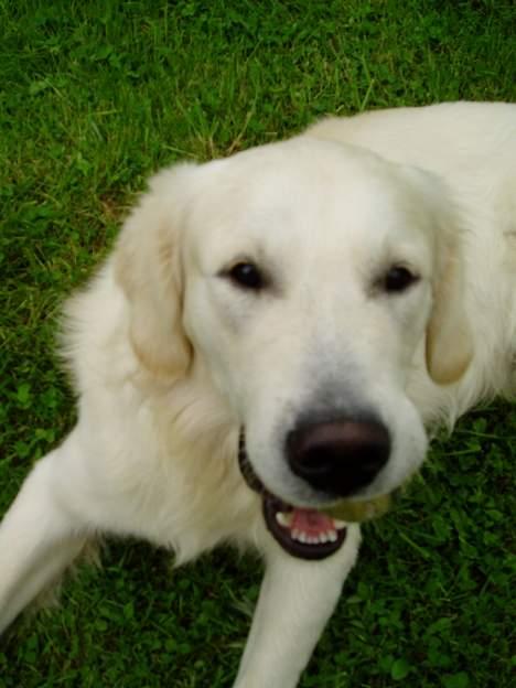 Golden retriever • Otto•  - Så dejlig som han er <3 billede 5