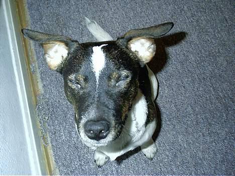 Dansk svensk gaardhund Lapsa *Vi savner Charli´* - Sikke en blitz... Jeg bliver jo helt blændet... billede 11