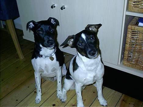 Dansk svensk gaardhund Lapsa *Vi savner Charli´* - Her er jeg (til højre) og min bedste ven Smut... Han er også her inde, tjek ham ud! billede 12