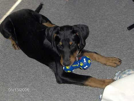 Blanding af racer Oskar (Dobbermann/Rotw... - At lege er bar´det bedste... billede 5