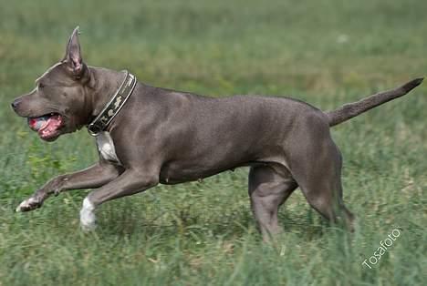 Amerikansk staffordshire terrier mille billede 18