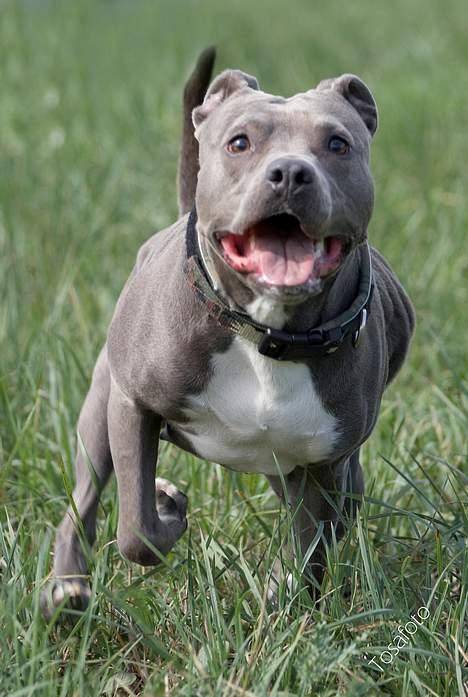 Amerikansk staffordshire terrier mille billede 19