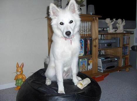 Dansk Spids Fie ( død 10 April 2020) - så nu sidder jeg på min trone billede 12