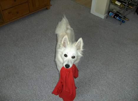 Dansk Spids Fie ( død 10 April 2020) billede 13