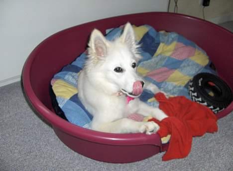 Dansk Spids Fie ( død 10 April 2020) billede 14