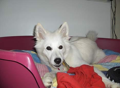 Dansk Spids Fie ( død 10 April 2020) billede 15