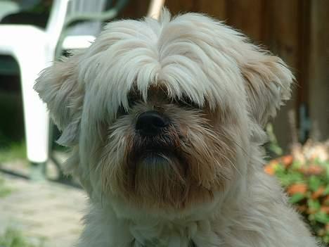 Lhasa apso Tulle - tror hun har lidt svært ved at se.. hehe... men nuttet ser hun ud.. :) billede 1