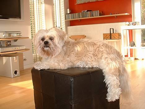 Lhasa apso Tulle - kan man se mere dejlig ud??... :P billede 2