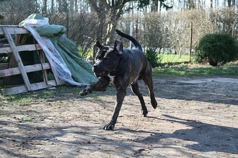 Dogo canario Samson - R.I.P billede 5