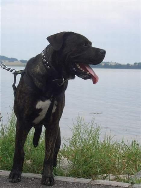 Dogo canario Samson - R.I.P billede 6