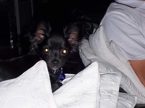 Chihuahua Freya .. billede 3
