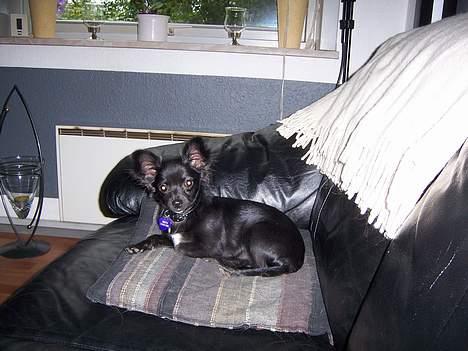 Chihuahua Freya .. - freya 5 mdr o en stor pige billede 4