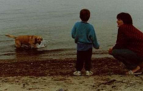 Labrador retriever | Tajs R.I.P. - Ihh, altså, det er bare DRØN skønt at være på stranden. Jeg eeelssker vand O: billede 13