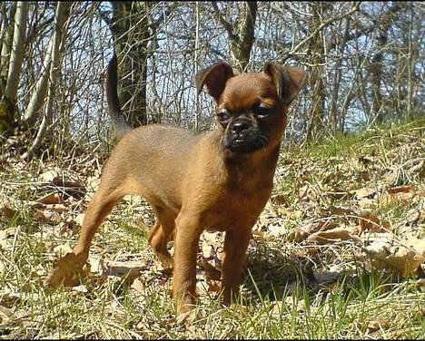 Griffon petit brabancon tyson - Tyson billede 1