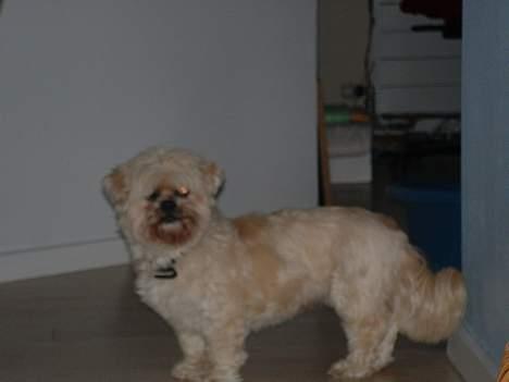 Lhasa apso Tulle - lidt utydeligt, men er taget om aftenen.... billede 3