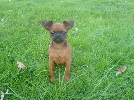 Griffon petit brabancon tyson - Græsset virker utrolig højt når man ikke selv er ret stor :o) billede 2