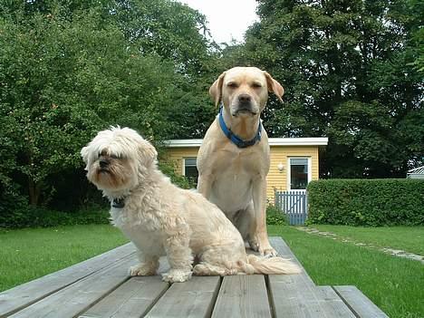 Lhasa apso Tulle - tulle, og min anden hund puk.. :)  ser de bare søde ud eller hva??.. heh. billede 4