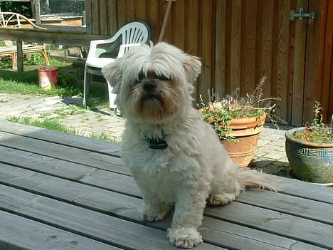 Lhasa apso Tulle - var der nogle der sagde mad??... billede 5