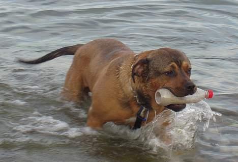 Blanding af racer Bazil - 9 måneder - Bazil vand-apporterer billede 12