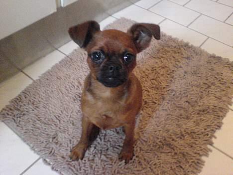 Griffon petit brabancon tyson billede 4