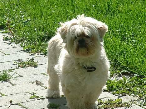 Lhasa apso Tulle - ude og gå en tur i haven.. :) billede 6