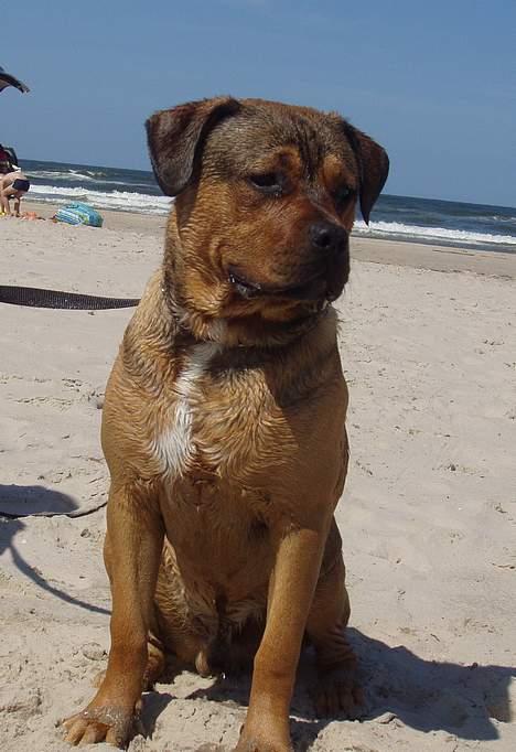 Blanding af racer Bazil - 9 mdr. - Vandhunden sidder og tørrer... billede 13