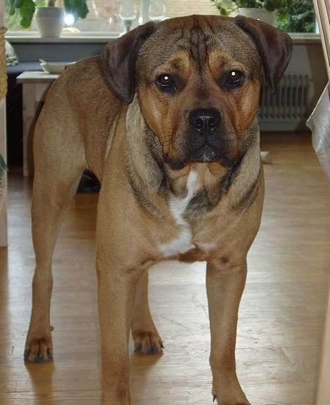 Blanding af racer Bazil - 10 mdr.  - se mine lange slanke unghunde-lemmer! billede 14