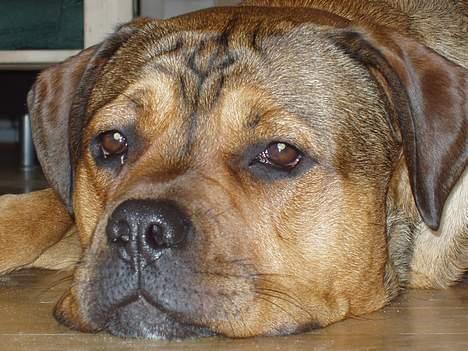 Blanding af racer Bazil - 10 mdr. - Hvis jeg slapper mere af, bliver mit hoved HELT fladt... billede 15