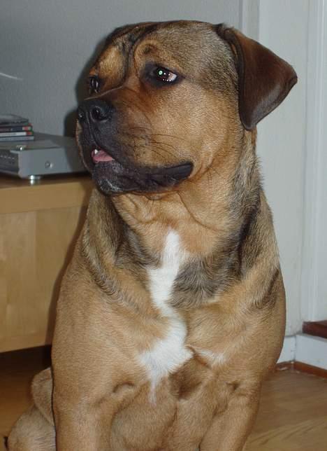 Blanding af racer Bazil - 10 mdr.  billede 16