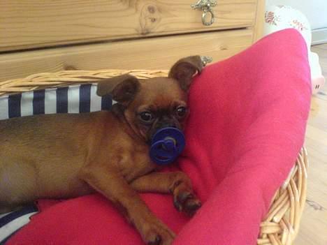 Griffon petit brabancon tyson billede 5