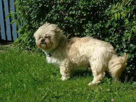Lhasa apso Tulle - det blæser vidst lidt.....  hehe... se hende lige.. :) billede 7