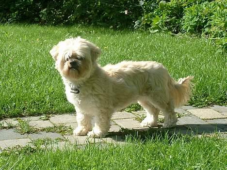 Lhasa apso Tulle - såå kan vi se hele hendes fine krop.. :) billede 8