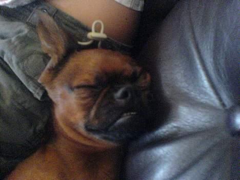 Griffon petit brabancon tyson billede 6