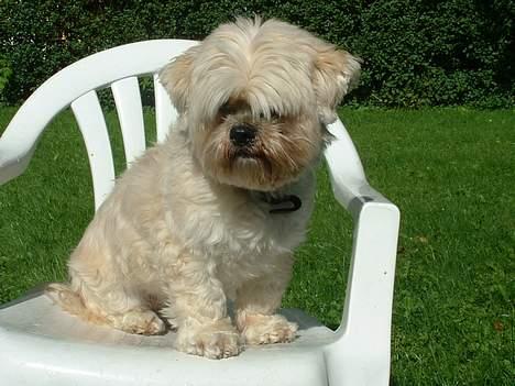 Lhasa apso Tulle - man har vel lov at være lidt kongelig ikk.. heh... billede 9