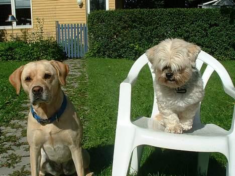 Lhasa apso Tulle - man skal vel være på højde med puk... billede 10