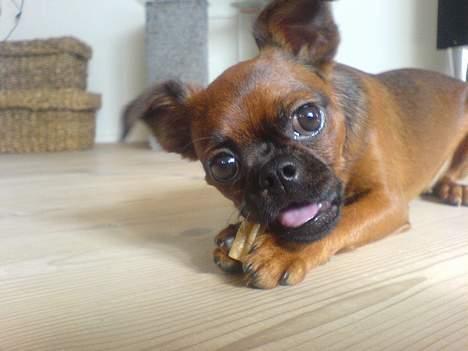 Griffon petit brabancon tyson billede 7