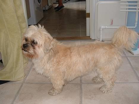 Lhasa apso Tulle - er stadig lidt våd i pelsen... Har lige fået et bad..:) billede 11