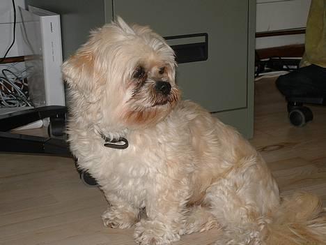 Lhasa apso Tulle - sidder lige og hygger sig.... billede 12