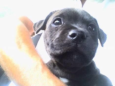 Staffordshire bull terrier Mille billede 1