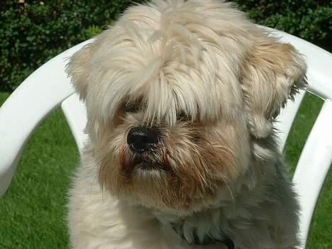 Lhasa apso Tulle - se lige hendes helt våde, sorte snude hun har...  billede 13