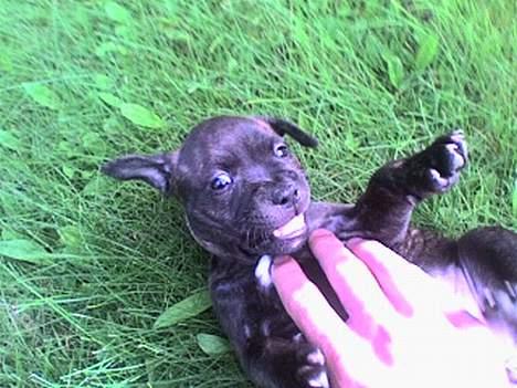 Staffordshire bull terrier Mille billede 2