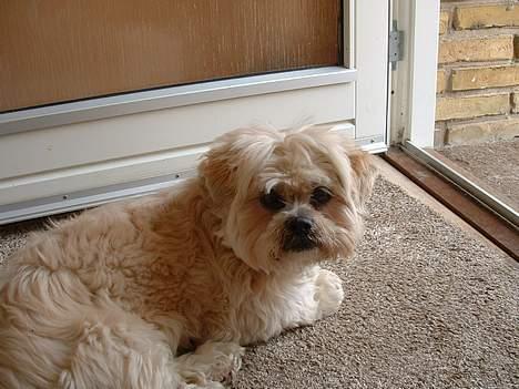 Lhasa apso Tulle - endelig har mor klippet dulle, så man kan se noget ud af de smukke øjne.. :) billede 15