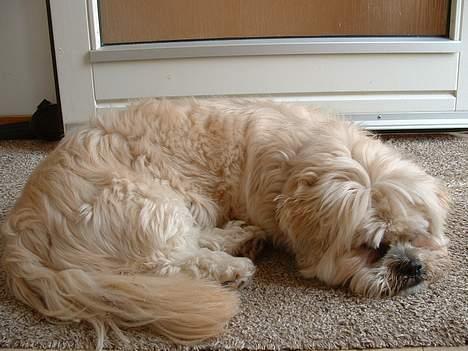 Lhasa apso Tulle - ligger såå flad som man kan være....  billede 16
